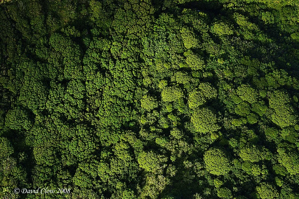 Hawaian Jungle