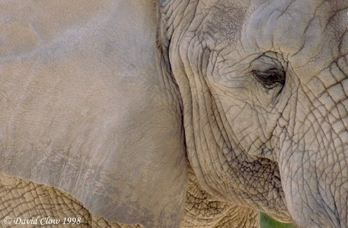 Elephant Absrtact
