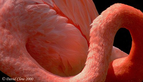 Flamingo Abstract