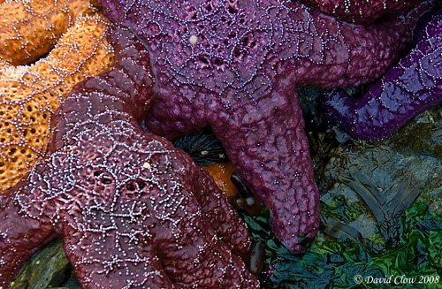 Ochre Sea Stars