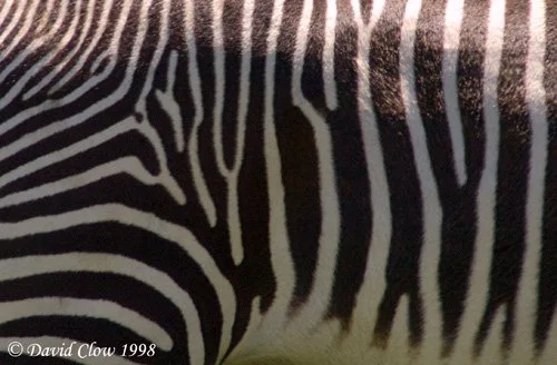 Zebra Abstract