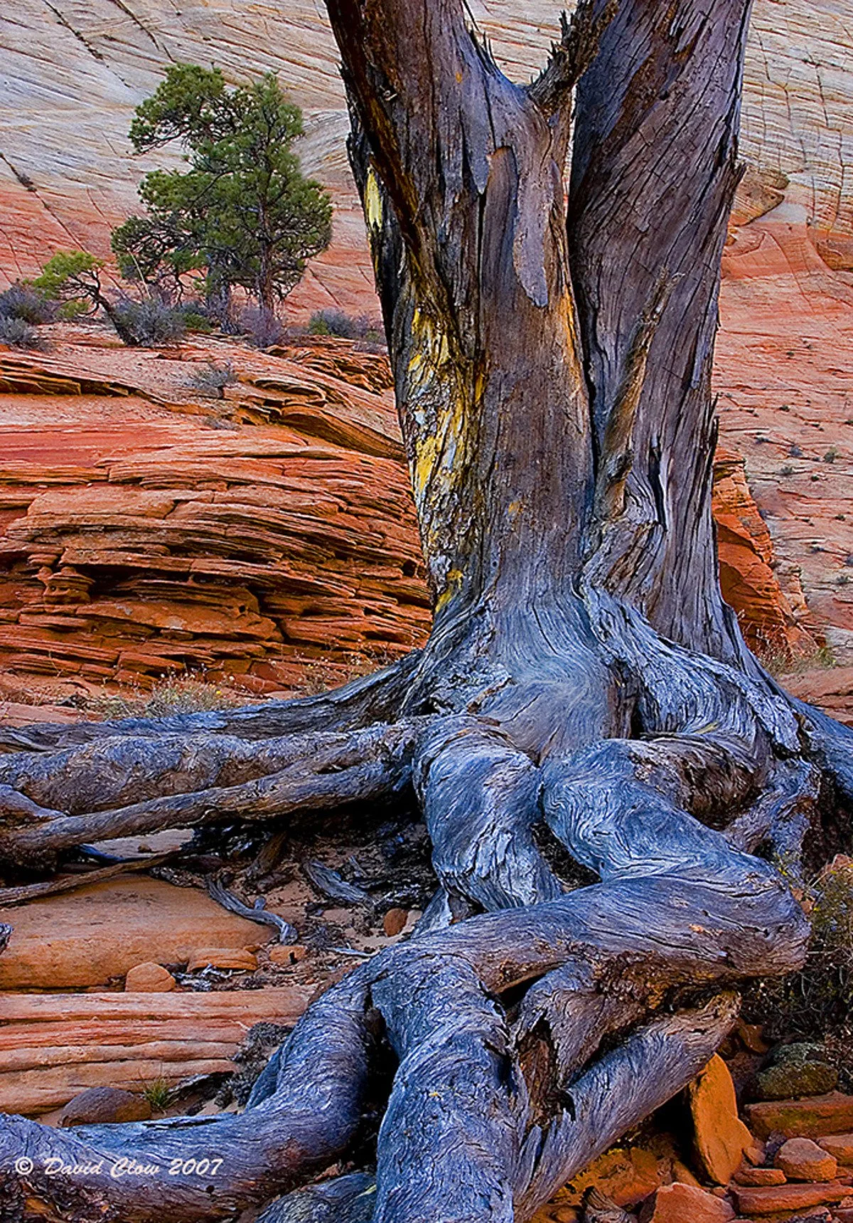 near Checkerboard Mesa