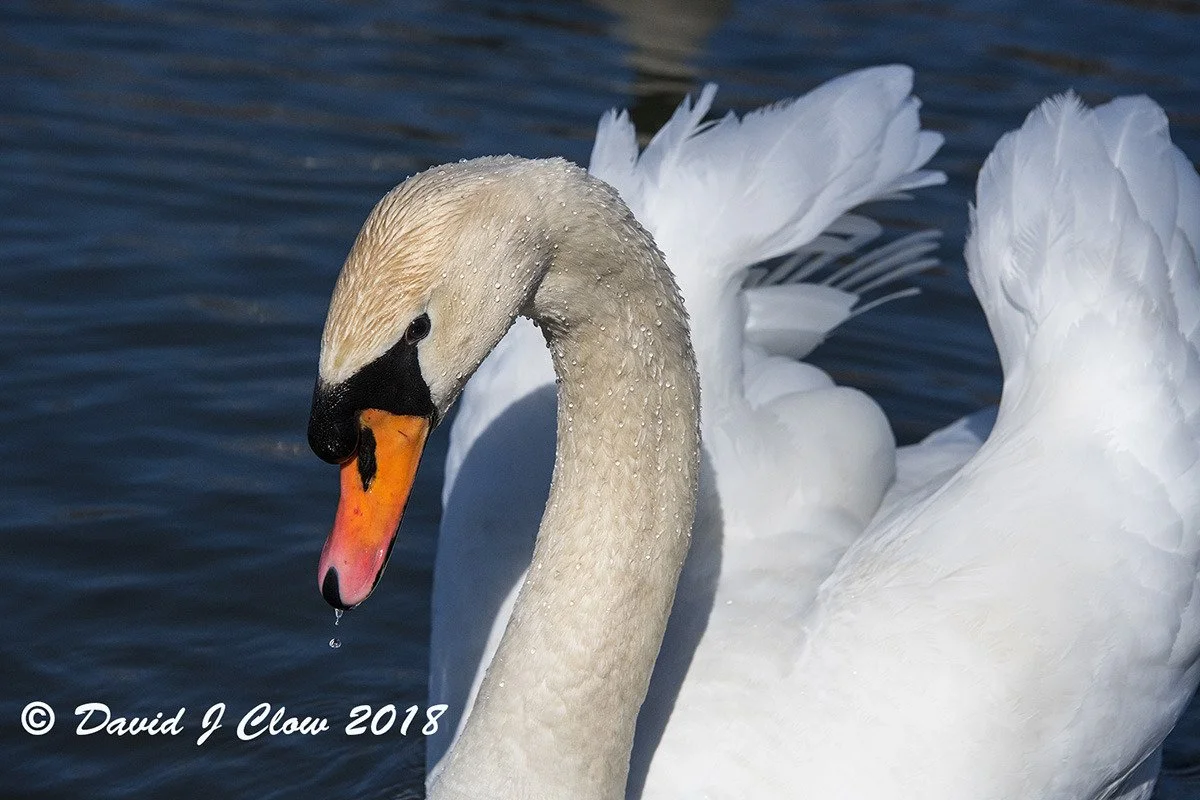 Mute Swan (Signus olor)