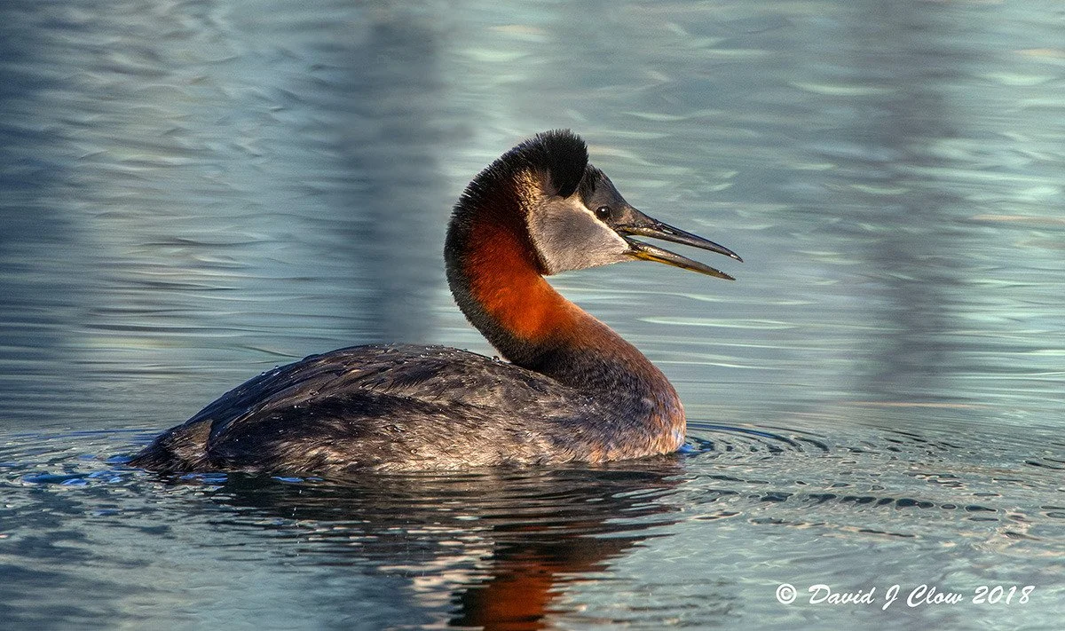 Red-necked Grebe [male] (podiceps grisegena)