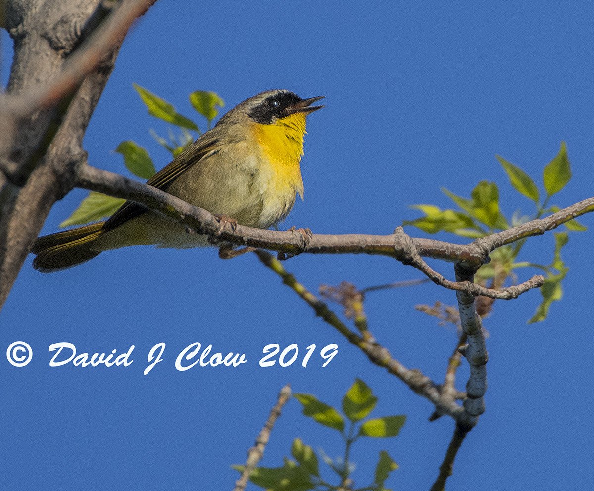 Common Yellowthroat [male] (Geothlypis trichas)