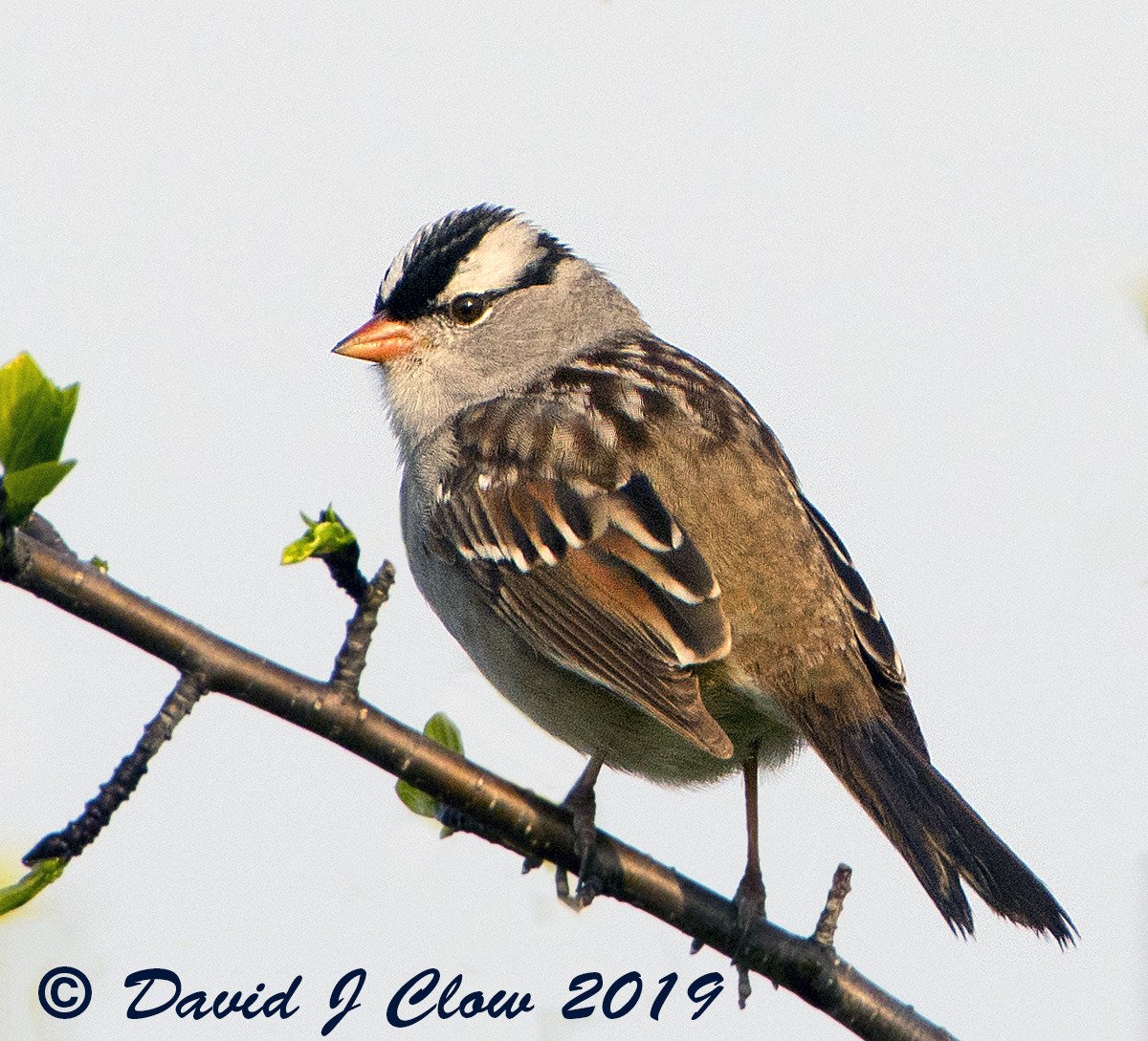 White-crowned Sparrow (Zonotrichia leucophrys)