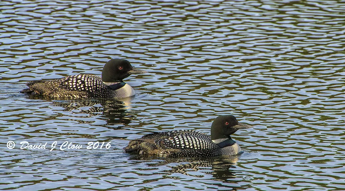 Common Loon (Gavia immer)