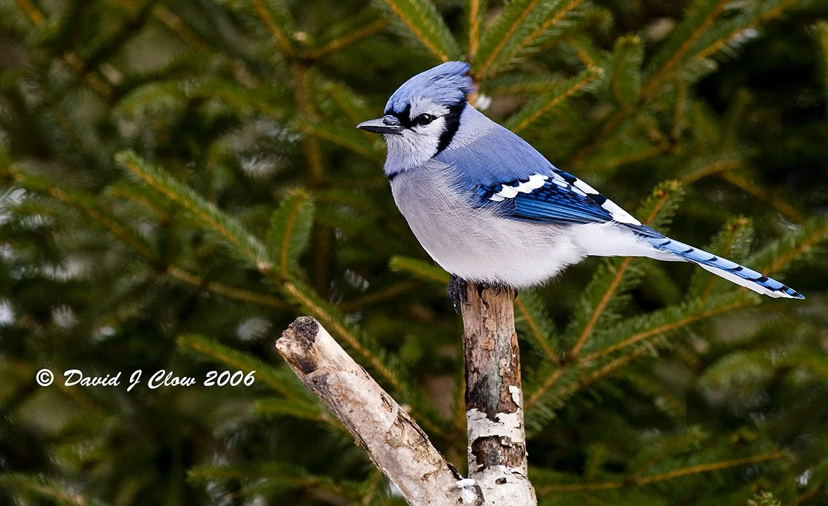 Blue Jay [male] (Cyanocitta cristata)