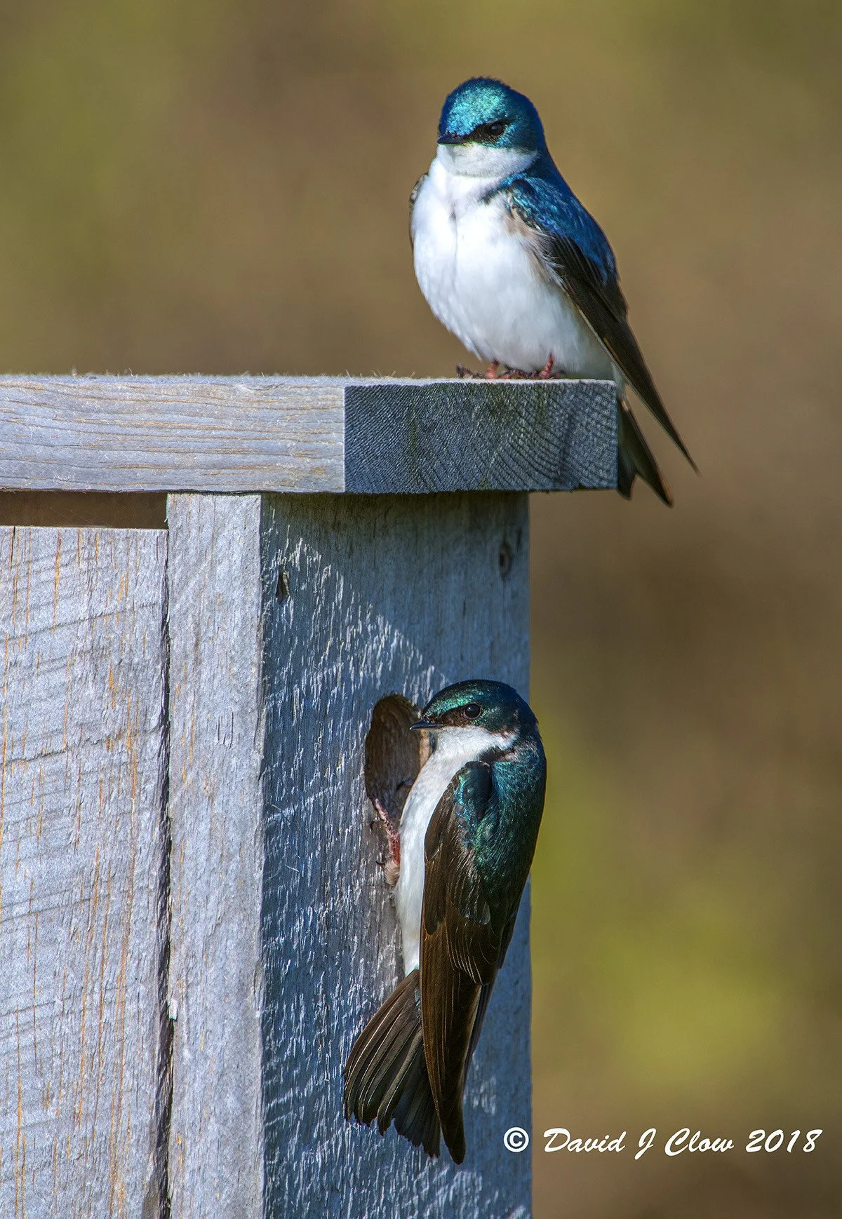 Tree Swallow (Tachycineta bicolor)