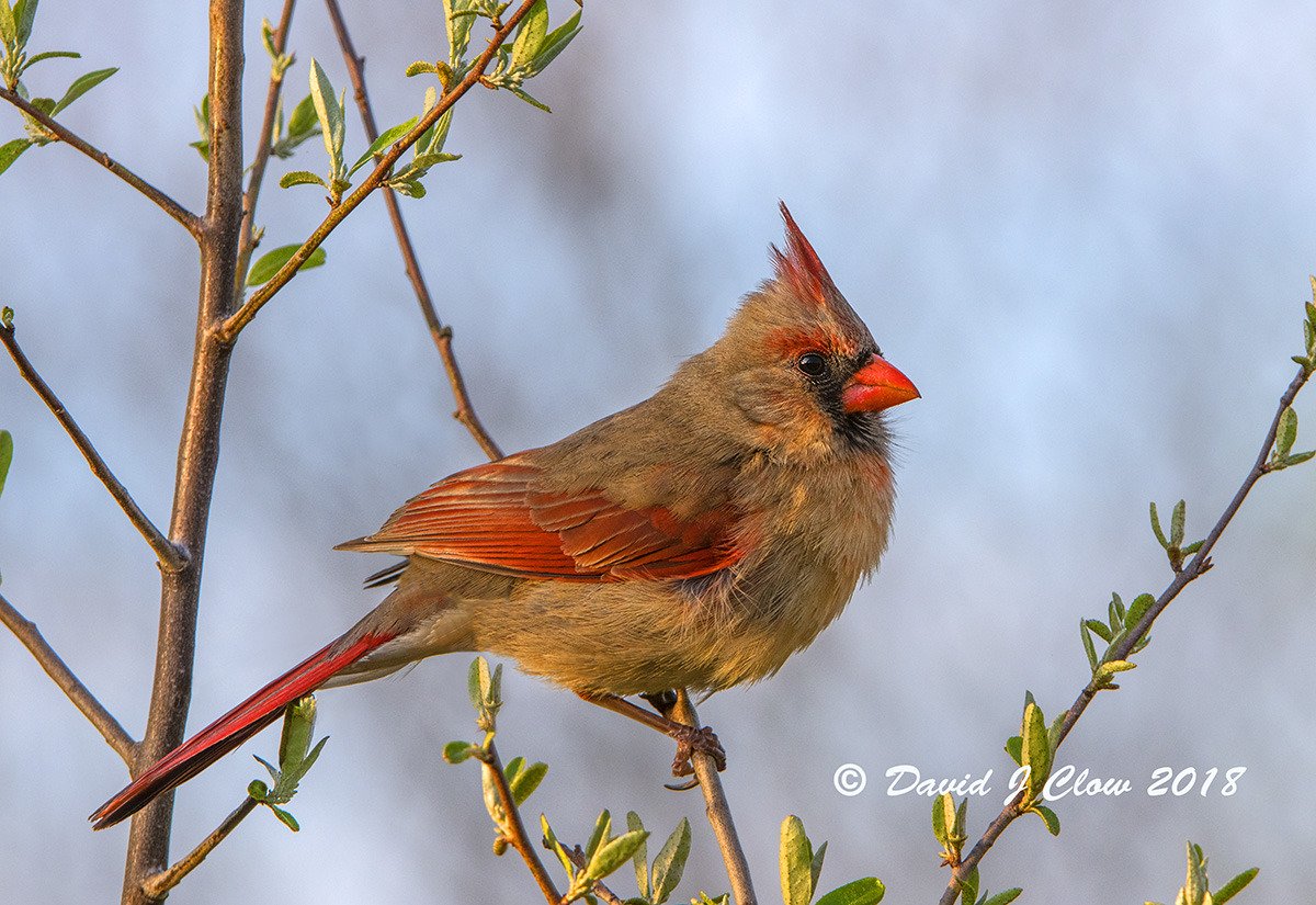 Northern Cardinal [female] (Cardinalis cardinalis)