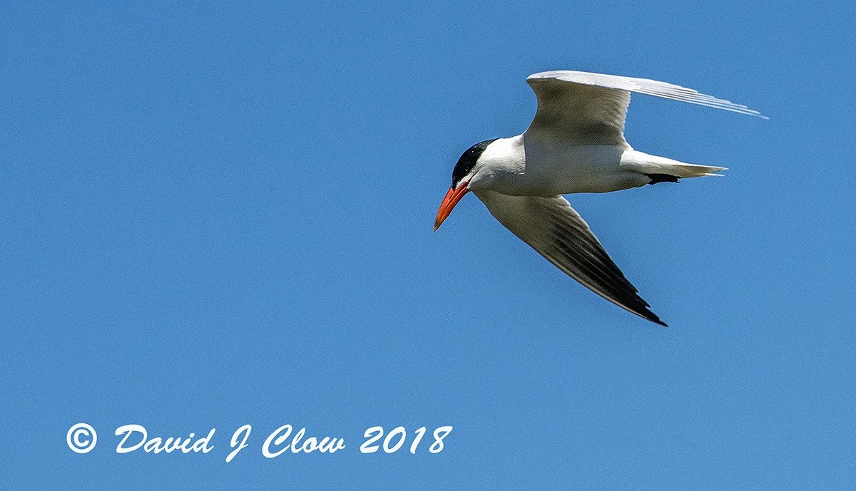 Common Tern (Sterna hirundo)