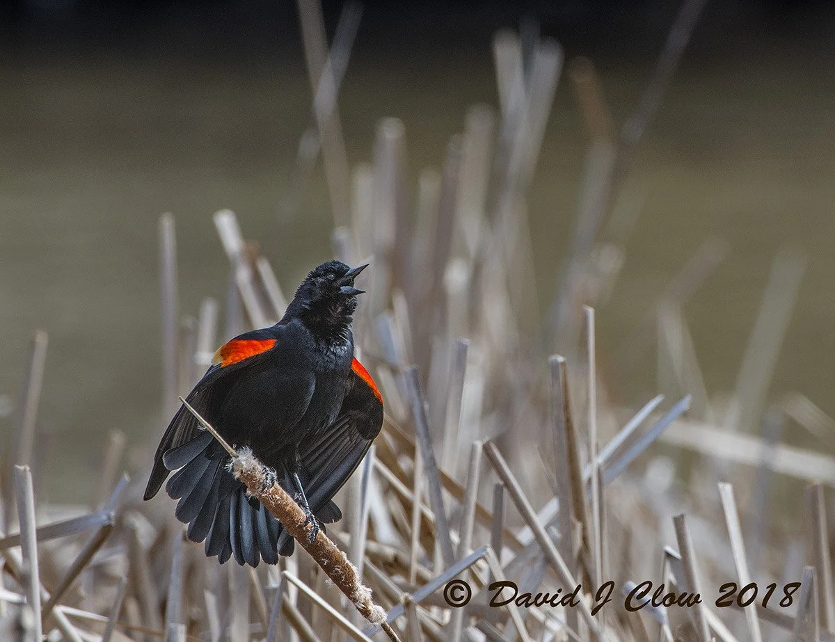 Red-winged Blackbird [male] (Agelaius phoenicius)