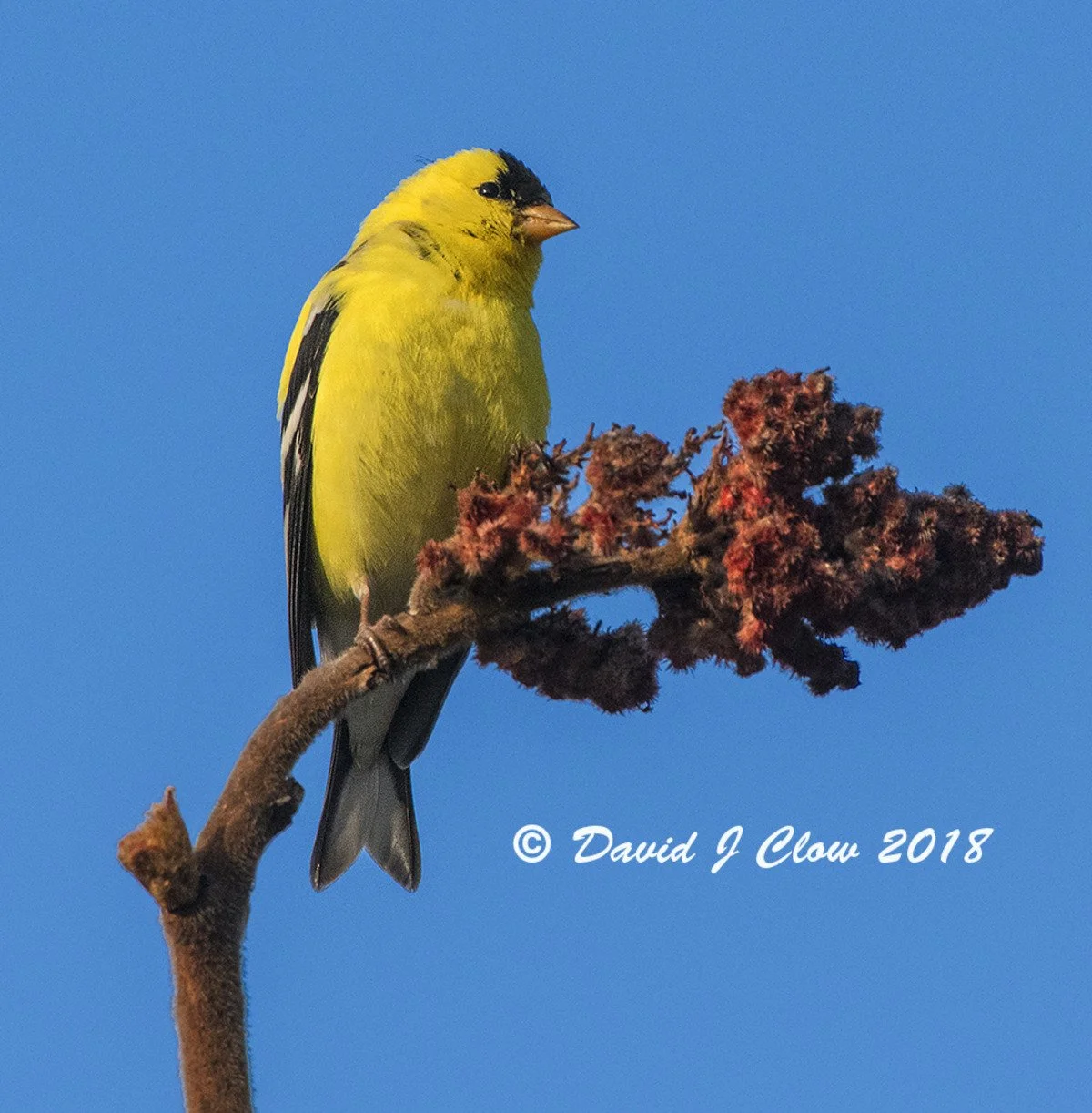 American Goldfinch (spinus tristis)