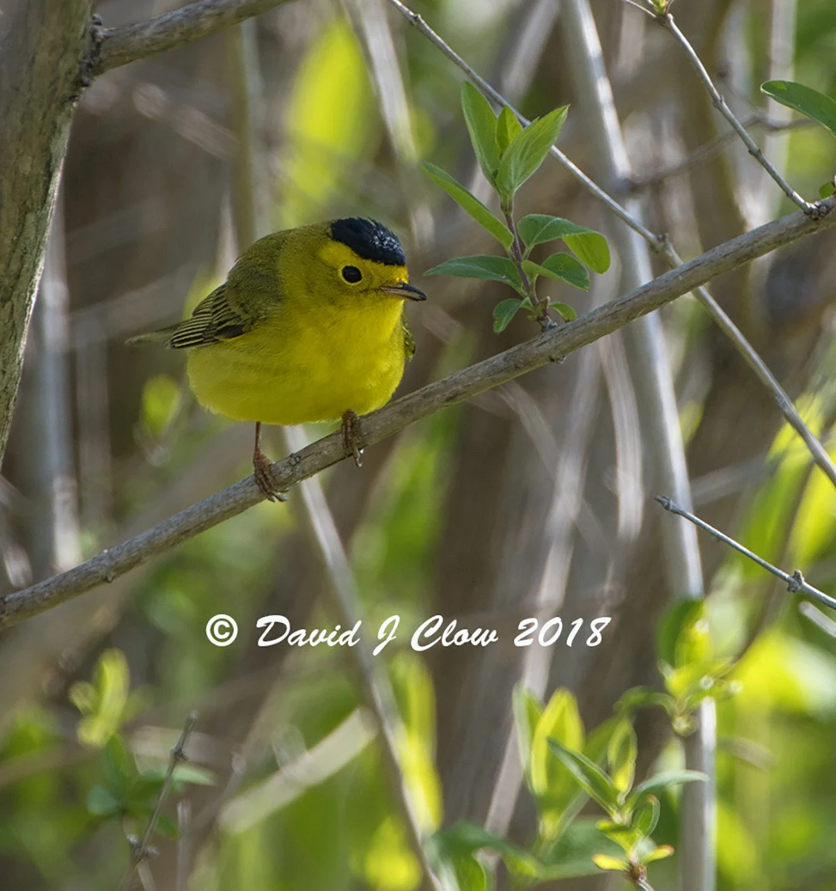 Wilson's Warbler [male] (cardellina pusilla)