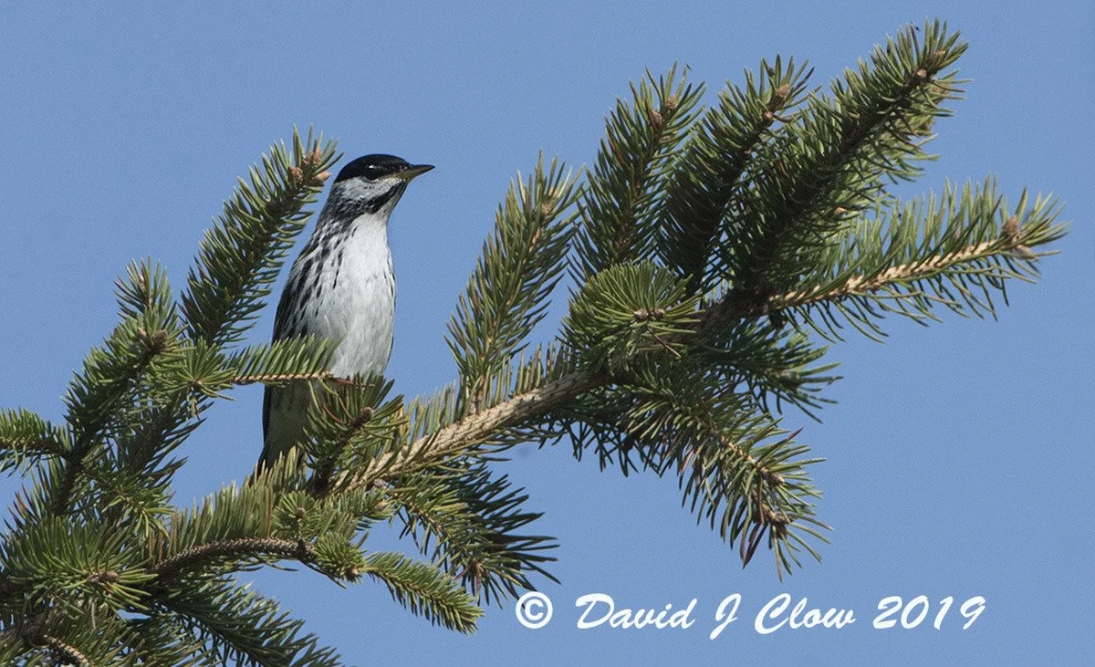 Blackpoll Warbler (Setophaga striata)