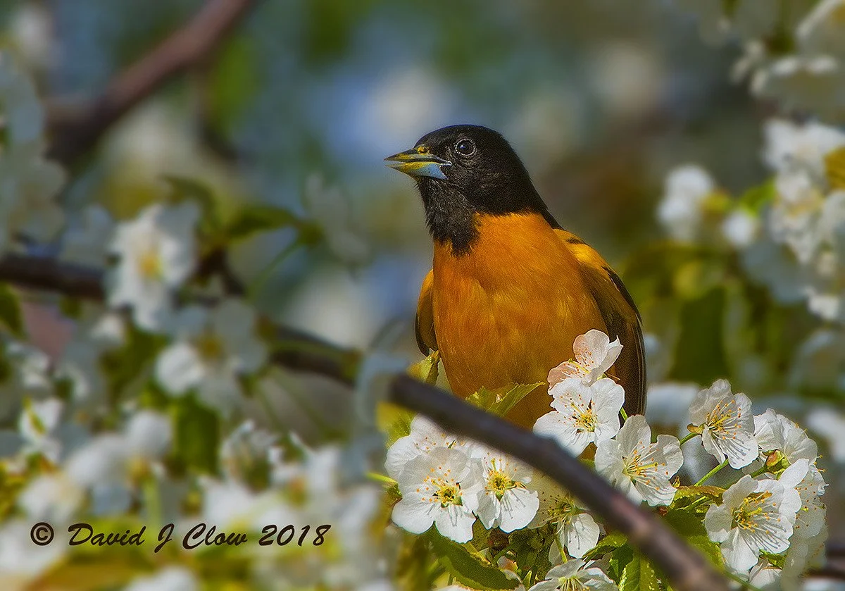 Baltimore Oriole [male] (Icterus galbula)