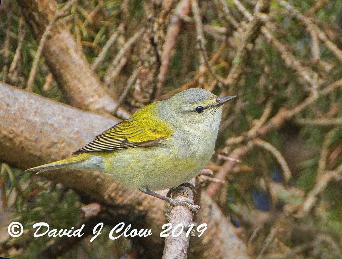 Tennessee Warbler (Vermivora peregrina)