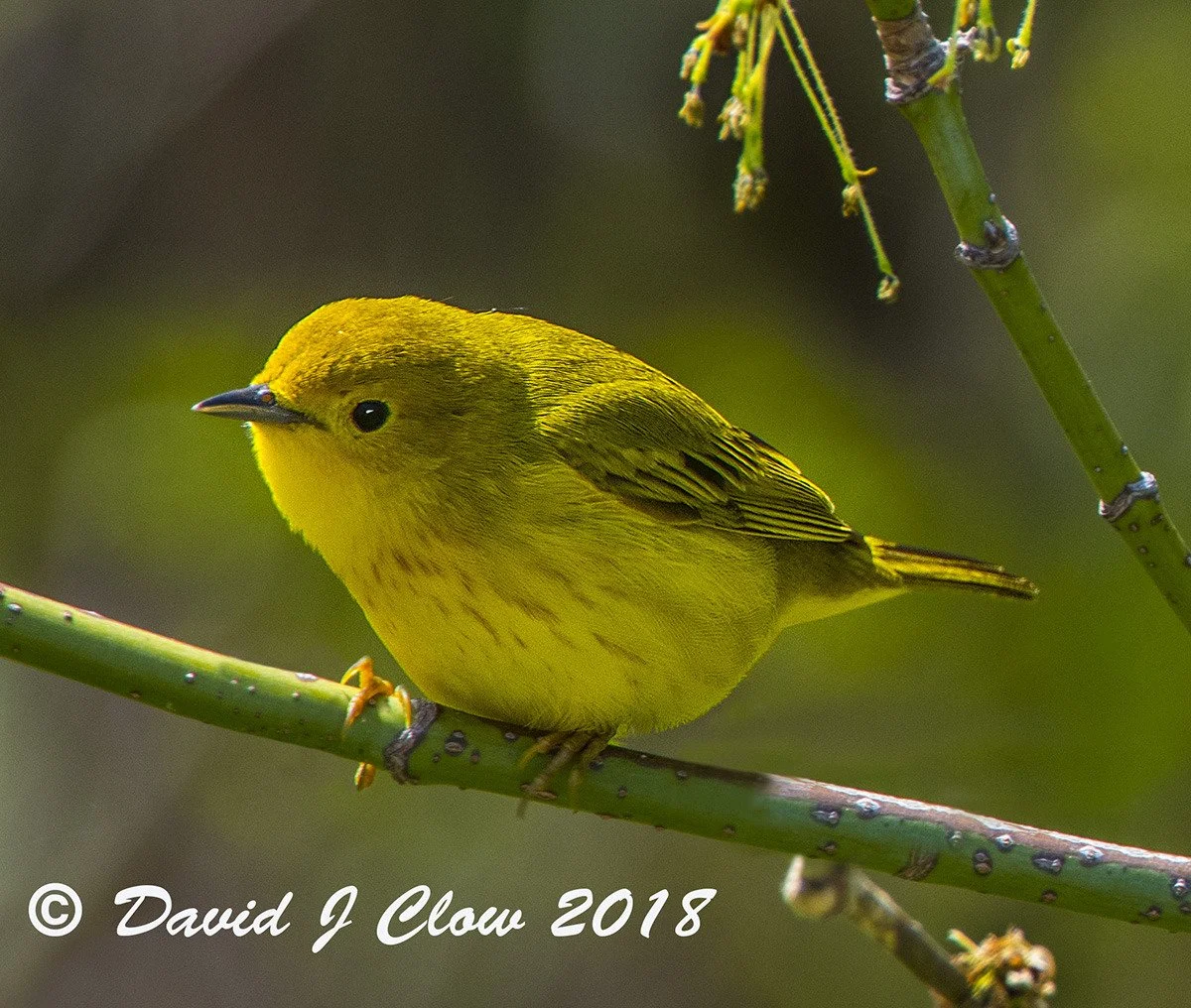 Yellow Warbler (Setophaga petechia)