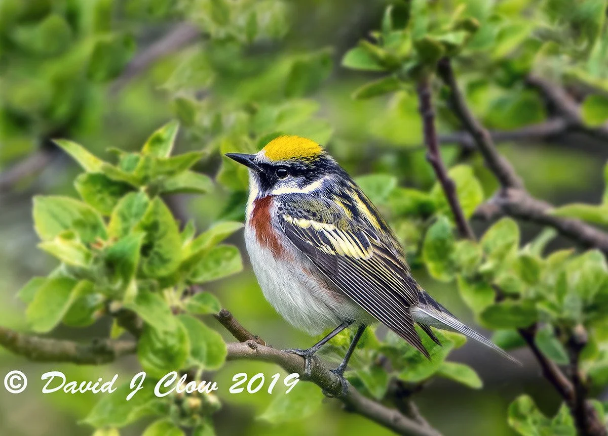 Chestnut-sided Warbler (Setophaga pensylvanica)