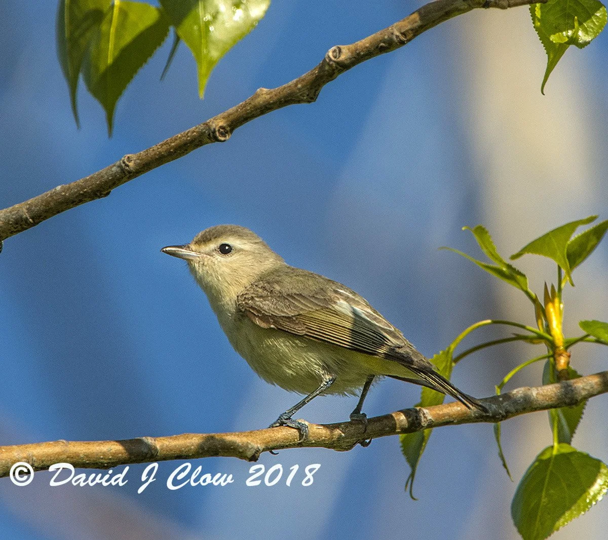 Warbling Vireo (Vireo gilvus)