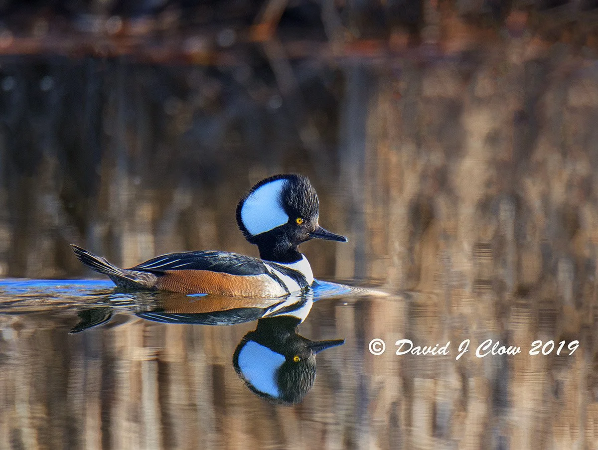 Hooded Merganser [male] (Lophodytes culcullatis)