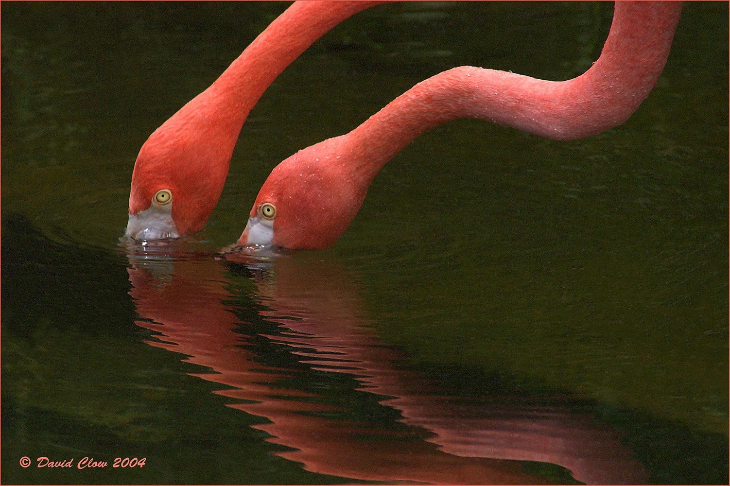 Toronto Metro Zoo