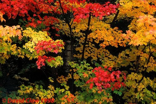 Algonquin Provincial Park