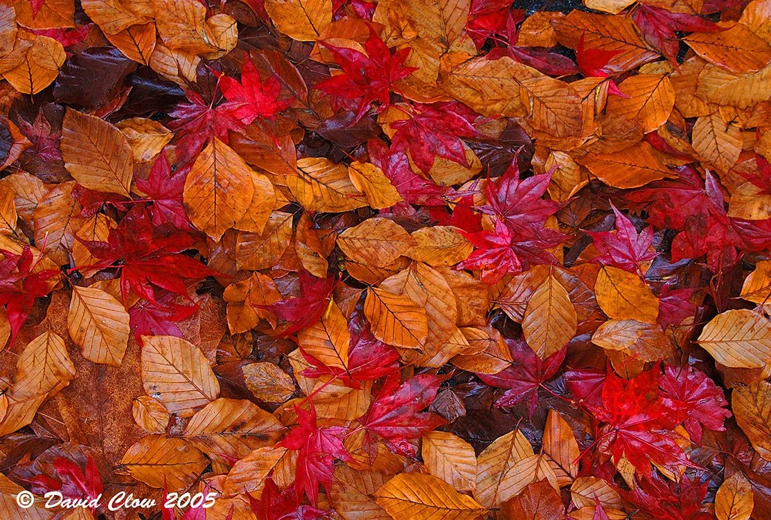 Stanley Park forest floor