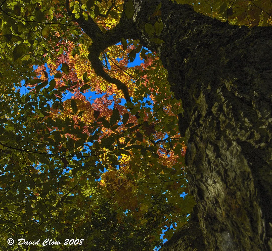 Colours in the Canopy