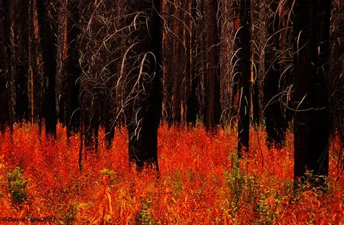  Forest Fire remnants, Bow Valley Parkway, Alberta