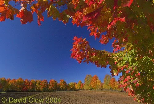 Farm Country, Almonte, Ont