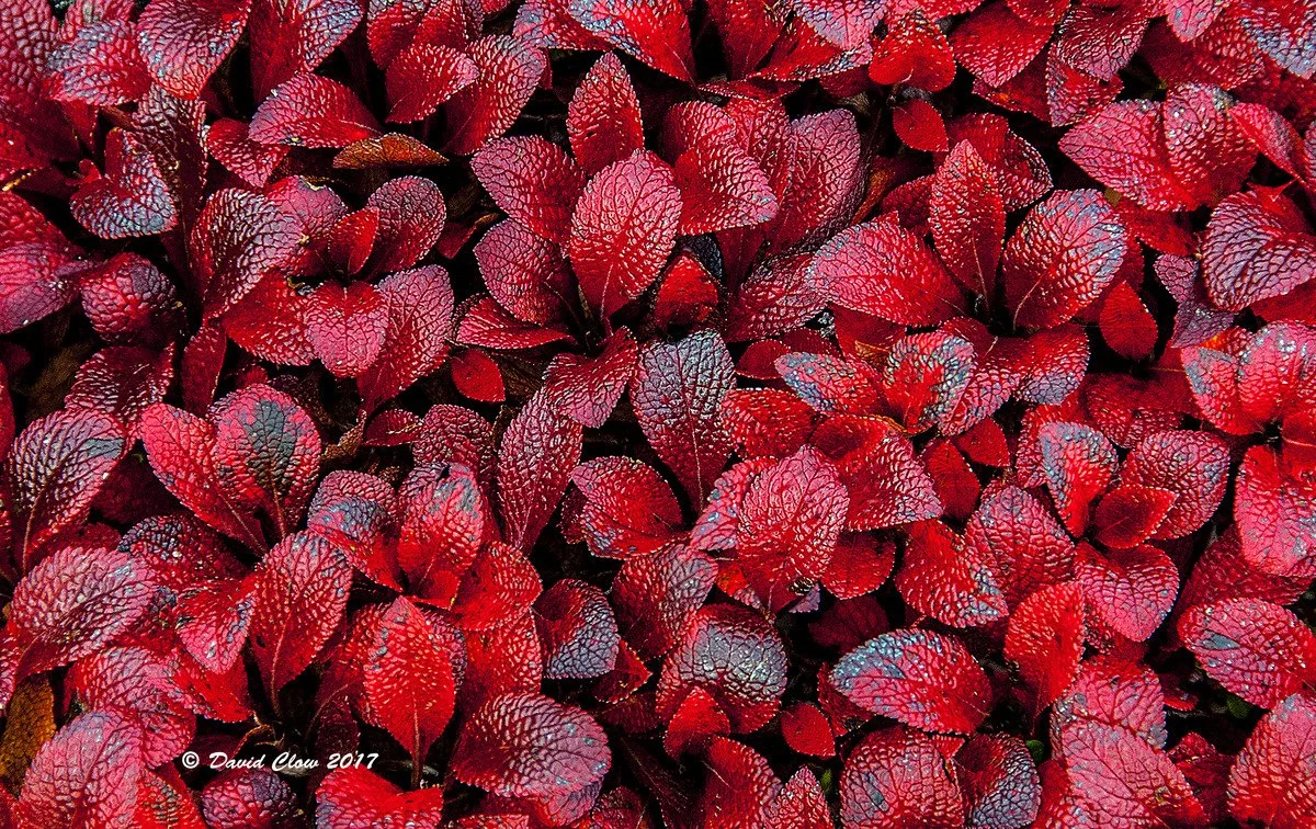 Bear berries (Arctostaphylos sp)