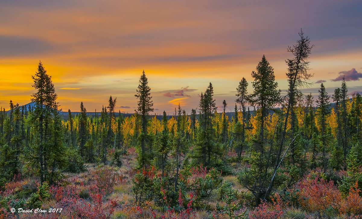 Dawn at Engineer's Creek, Dempster Hwy