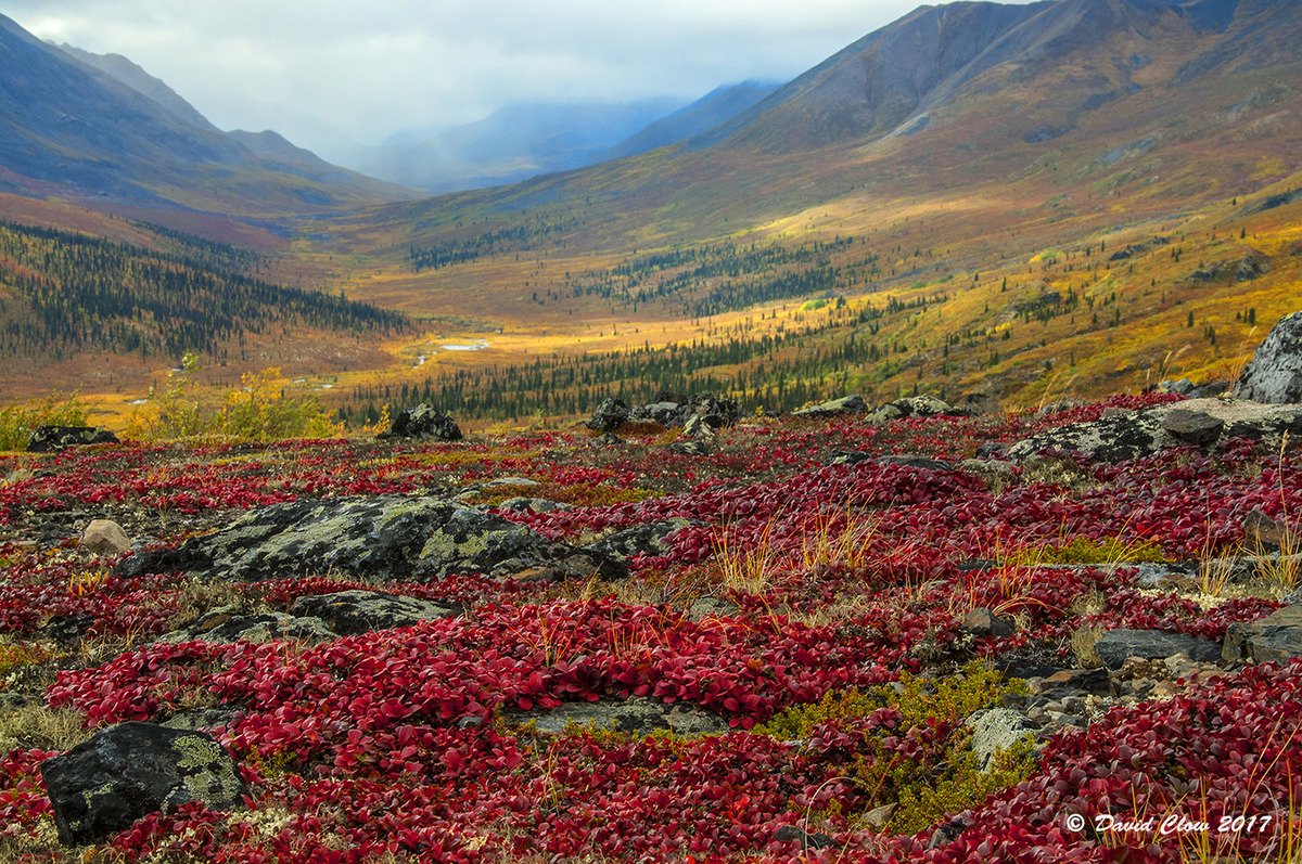 Fall colours overlooking Tombstone Range