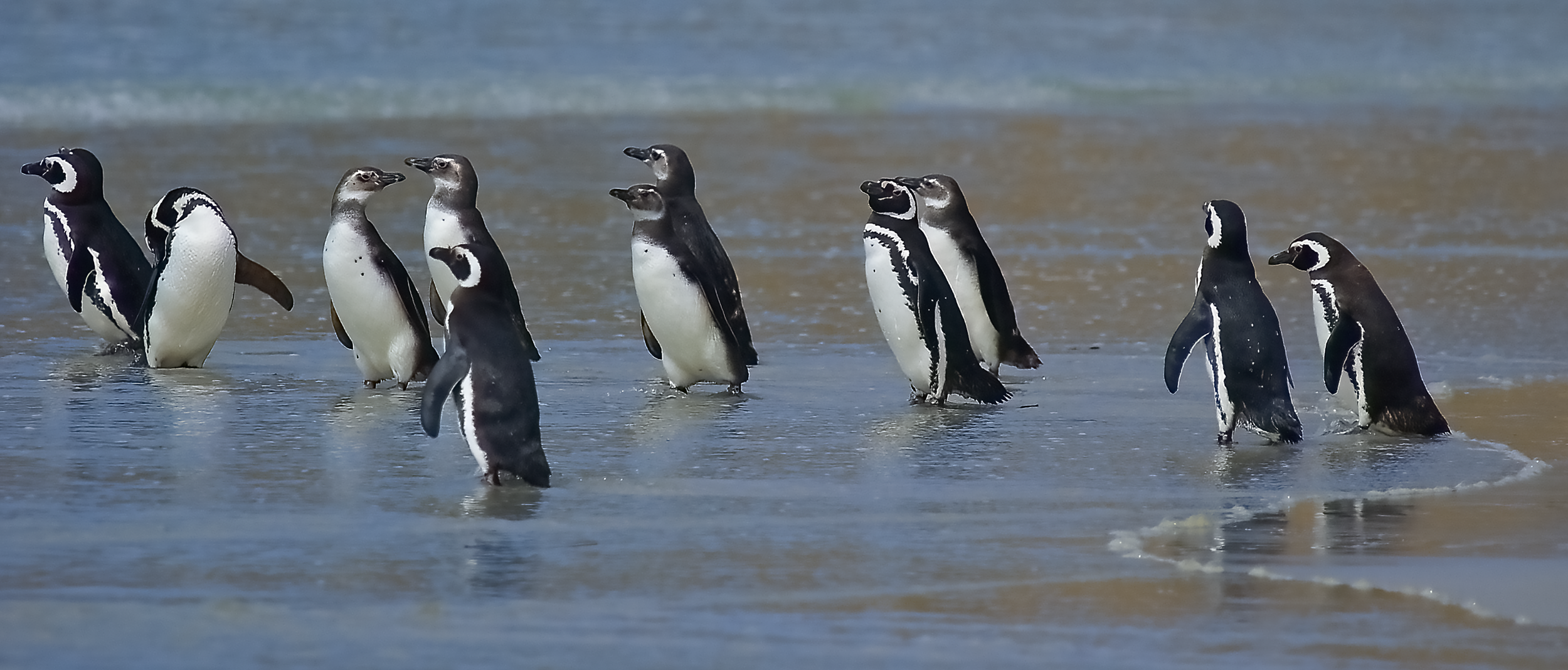 Penguins