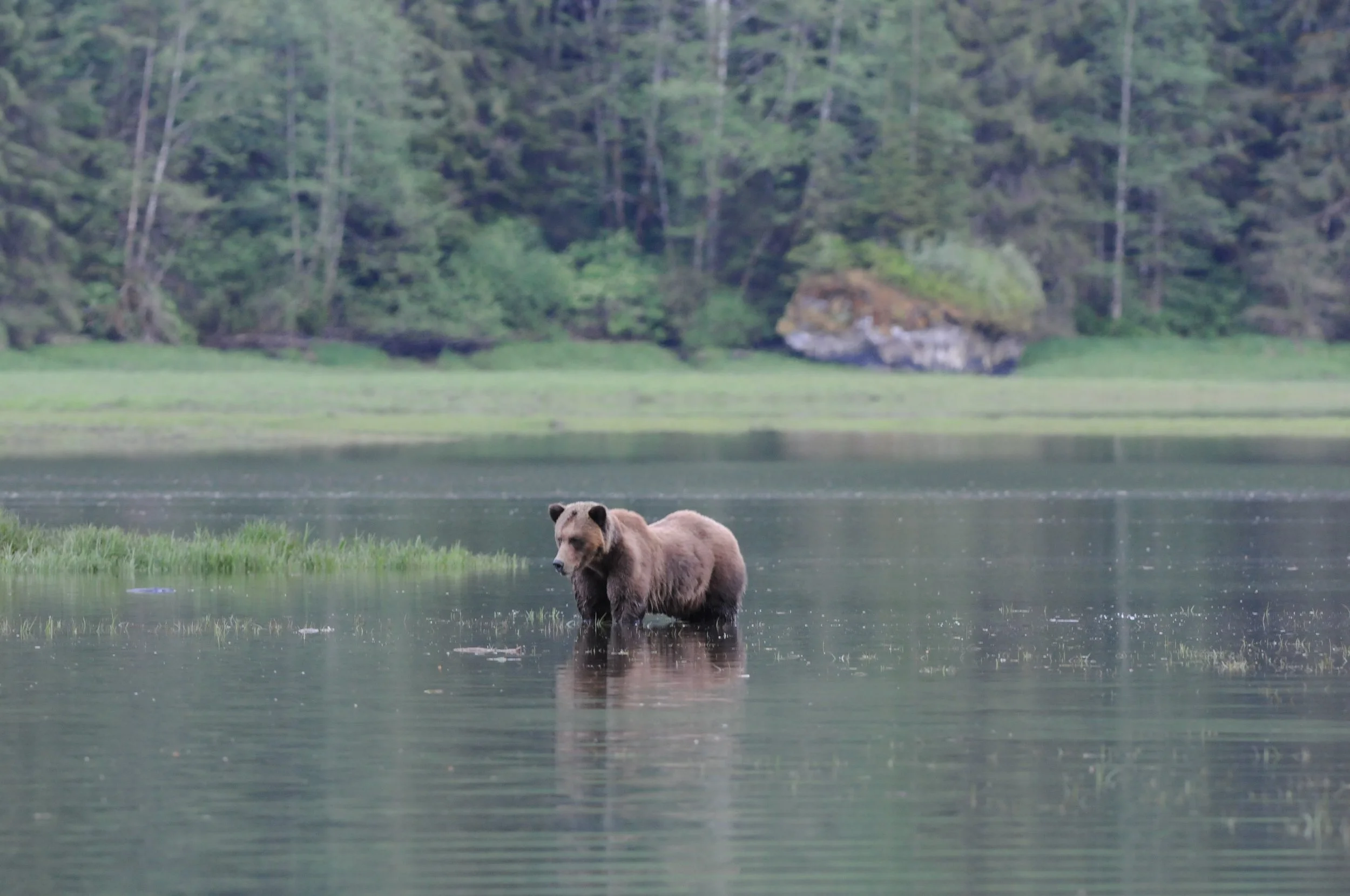 Khutzeymateen Grizzly Bear Reserve
