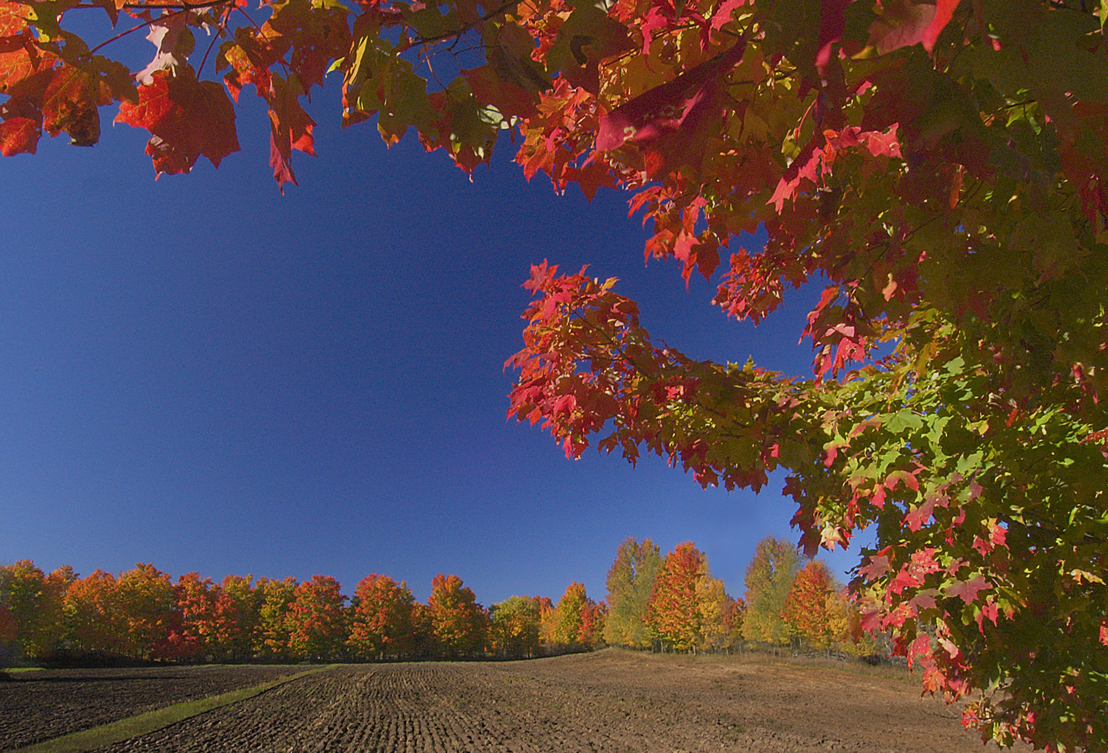 Fall Colours