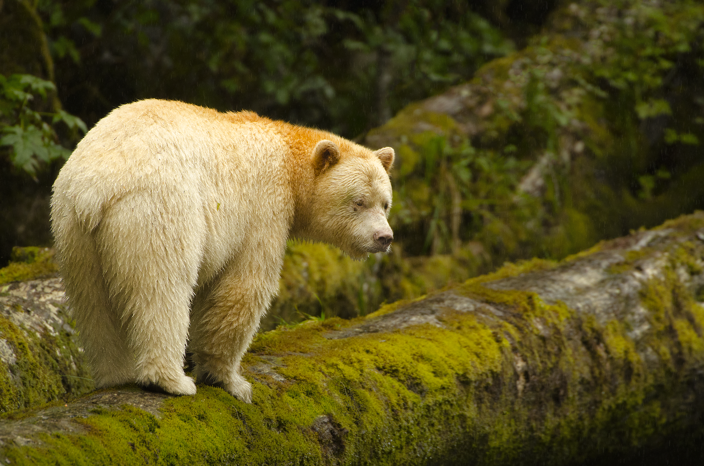 Canada’s Spirit Bears