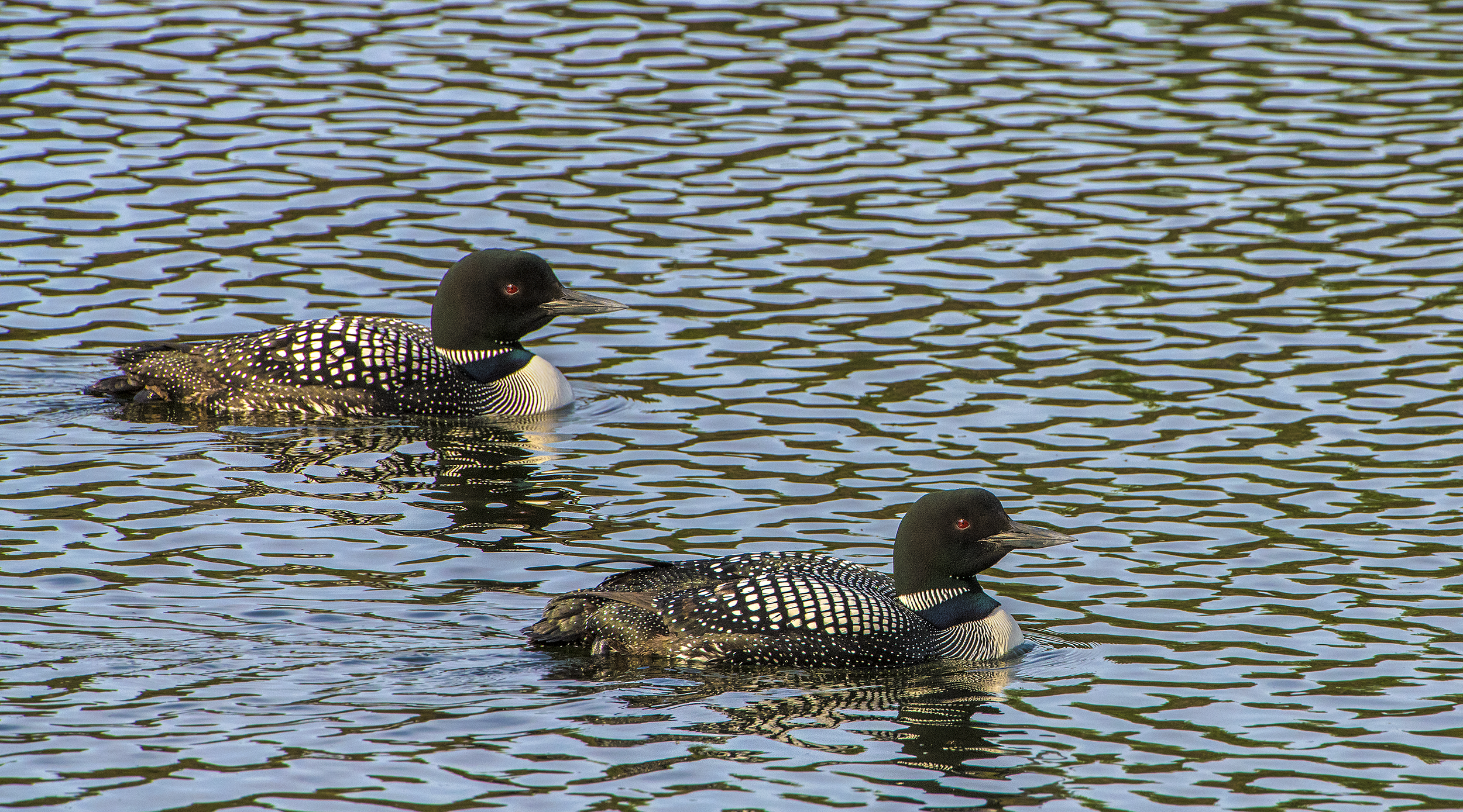 Birds of Ontario