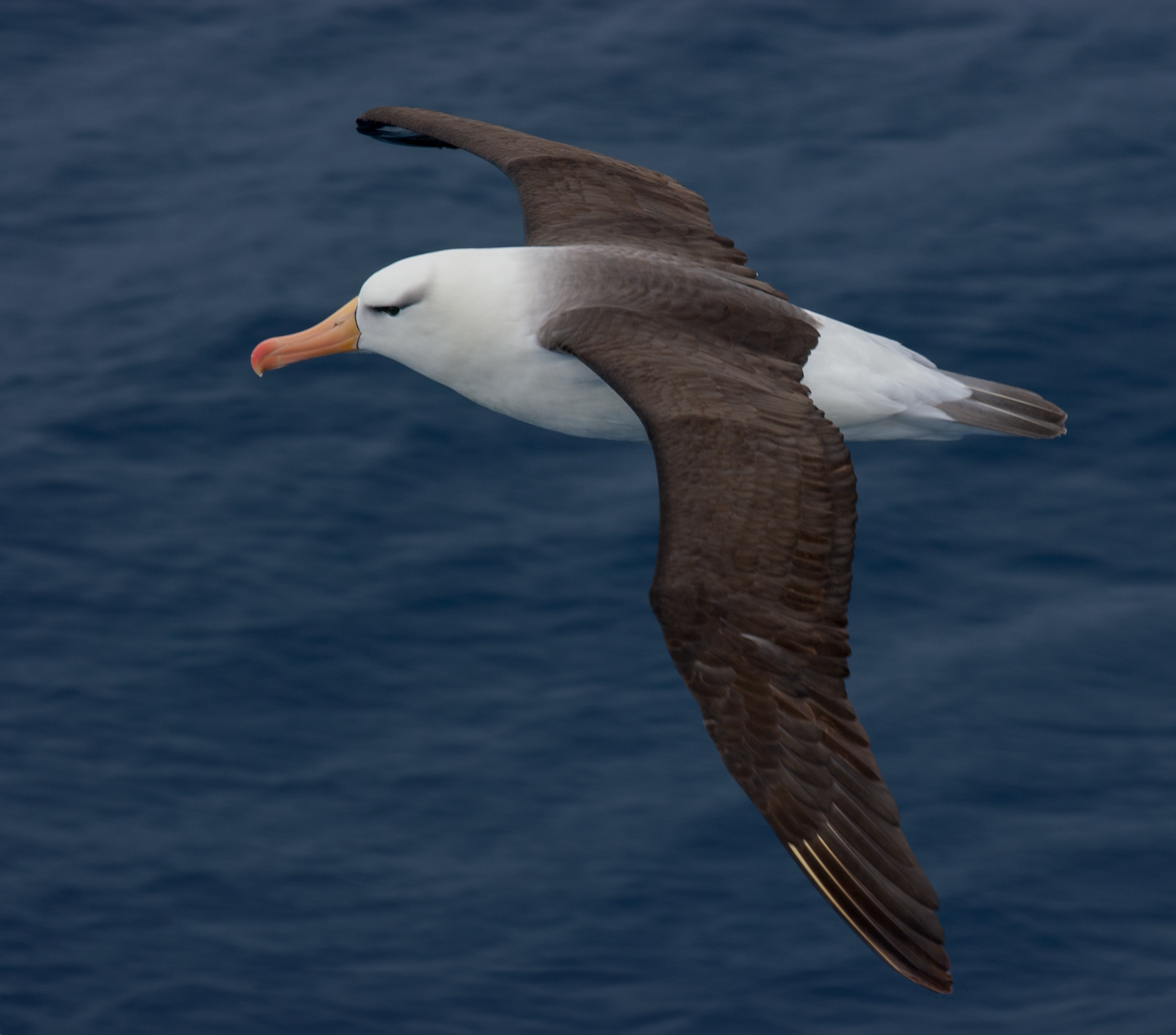 Sea Birds