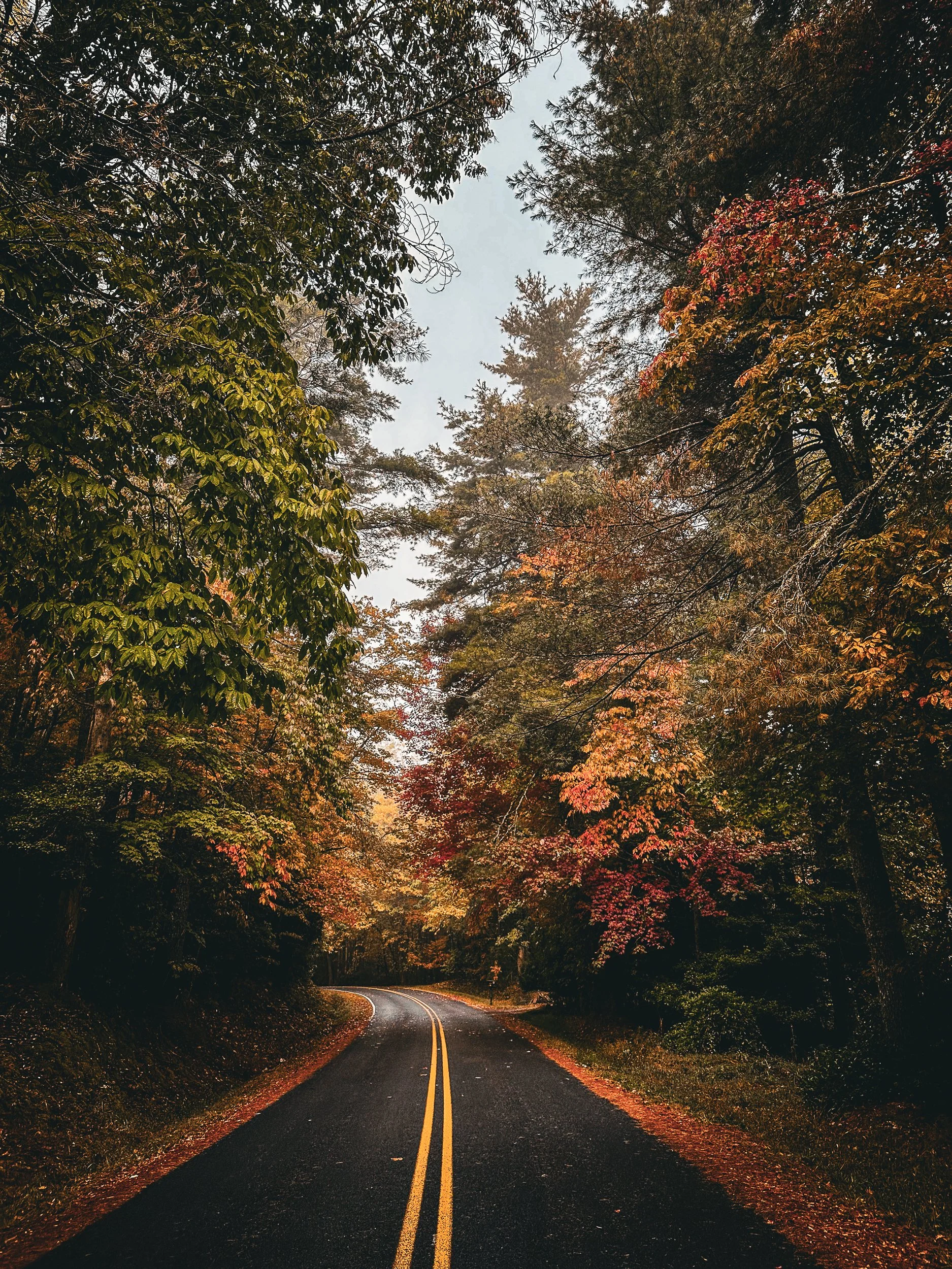 A winding road through a forest with colorful fall foliage and trees arching overhead.