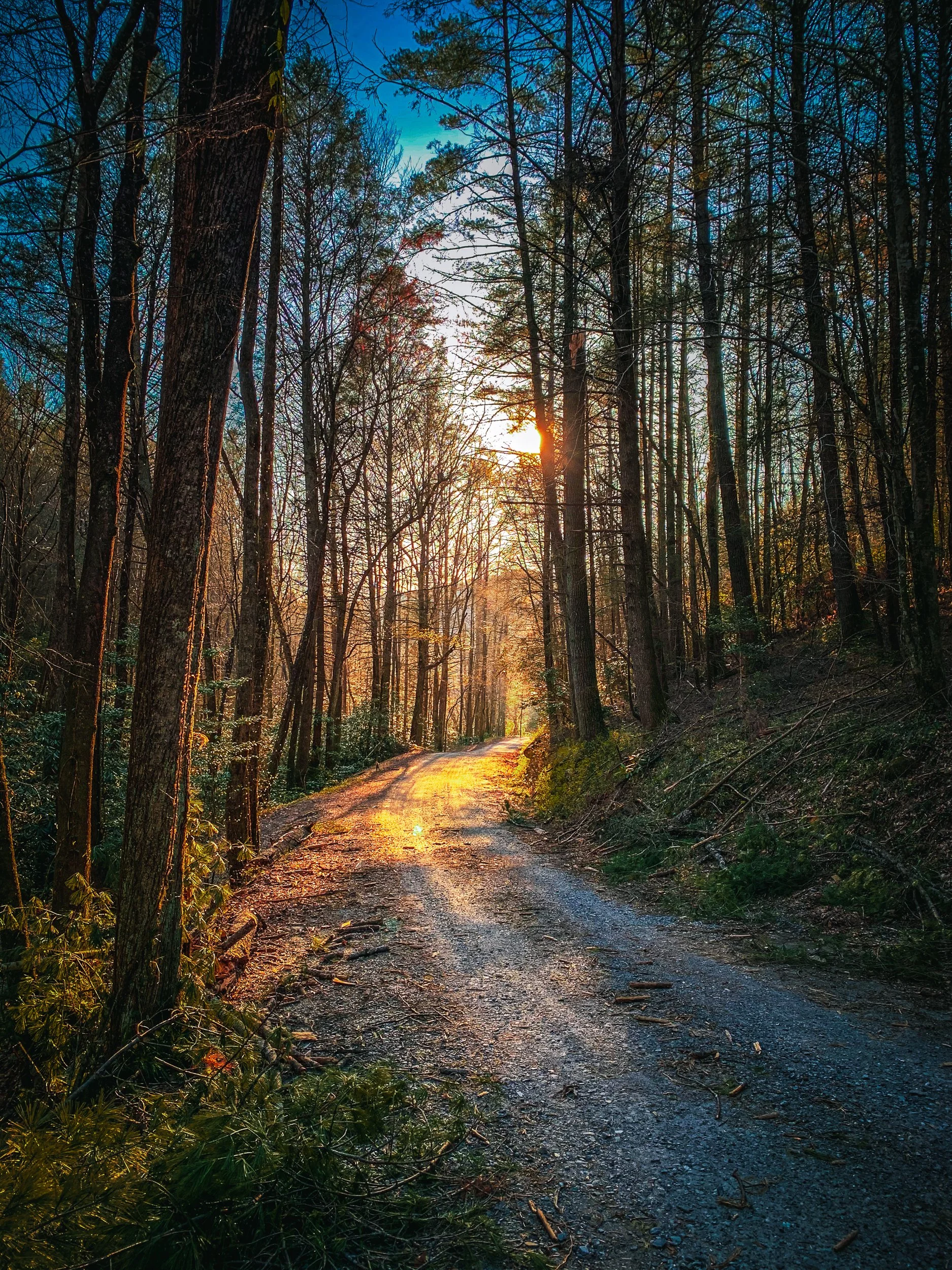 A dirt trail through a dense forest with tall trees, illuminated by the setting sun, with a blue sky overhead.