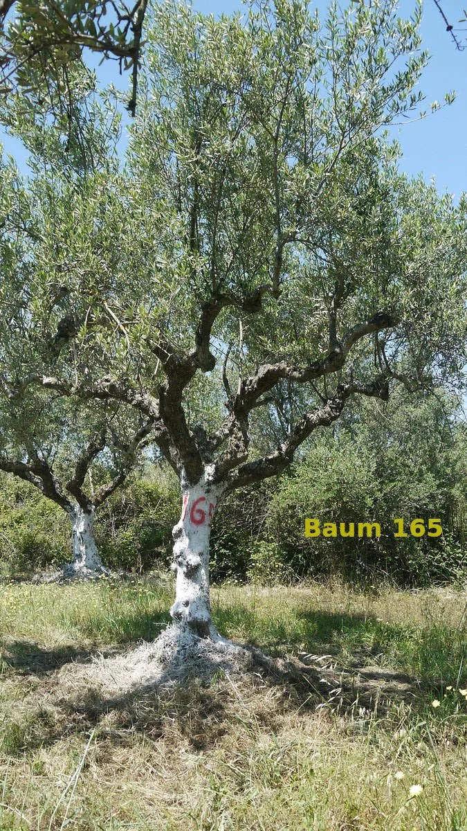 Dein Olivenbaum "No. 165" im Hain Aris/Taygetos View