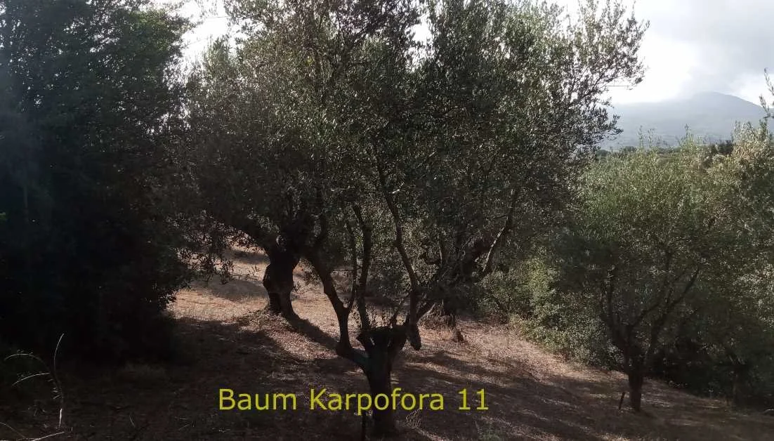 Dein Olivenbaum "No. 11" im Hain Karpofora (Kopie)