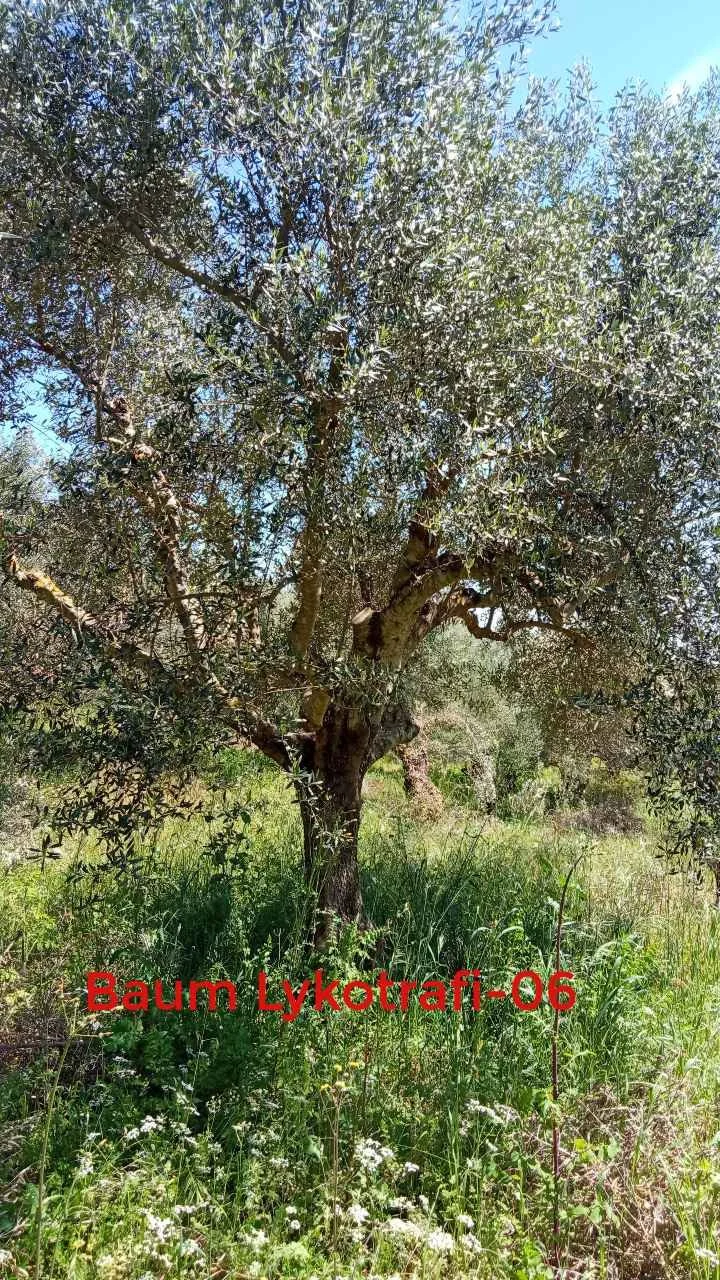lykotrafi-06.jpg