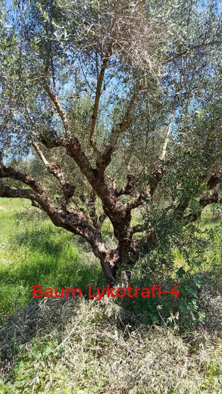 lykotrafi-04.jpg