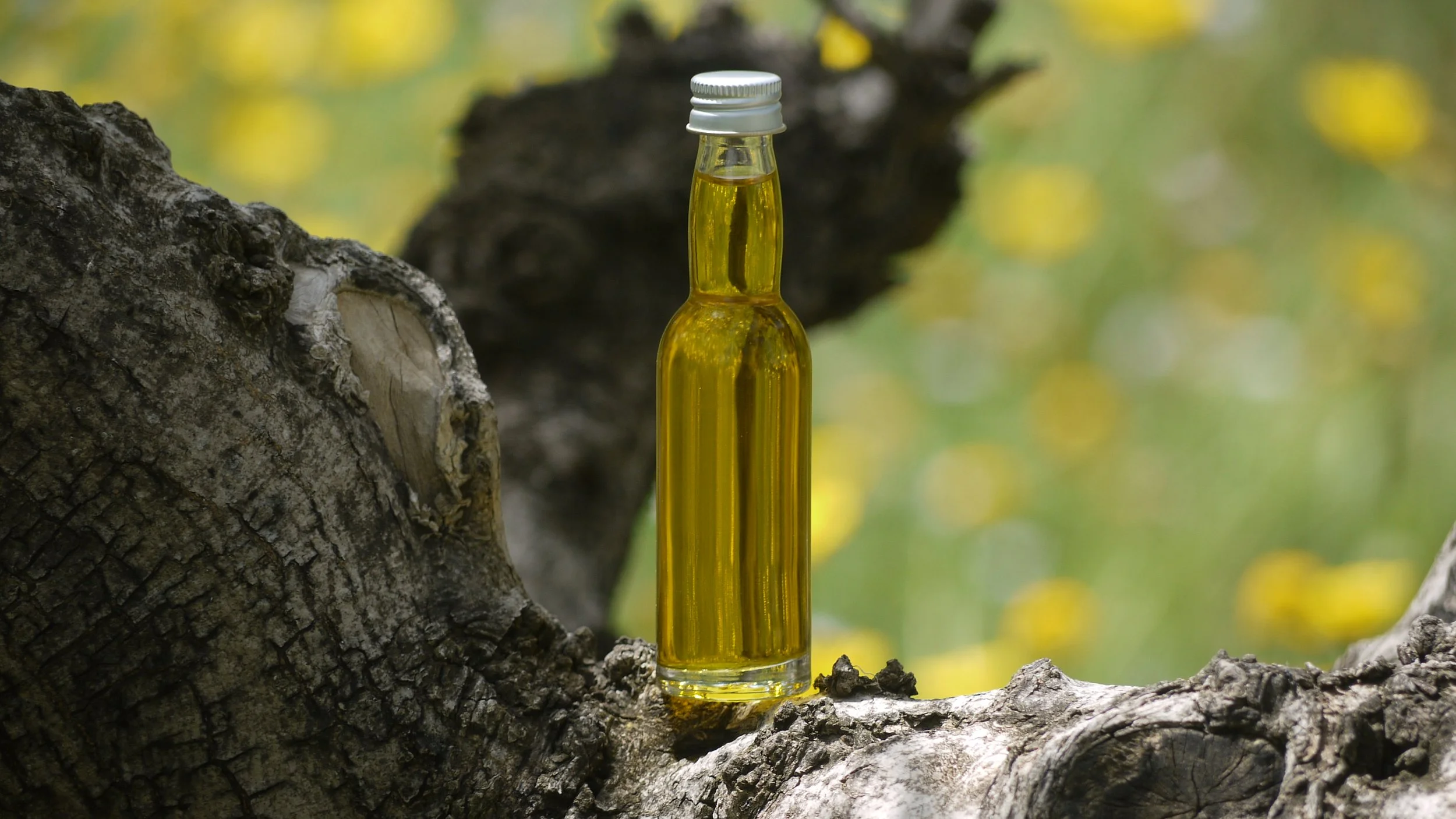 Eine Flasche mit goldenem Olivenöl steht auf einem Olivenbaumast - Illustration, die die Verbindung des Olivenöls mit der Natur illustriert.