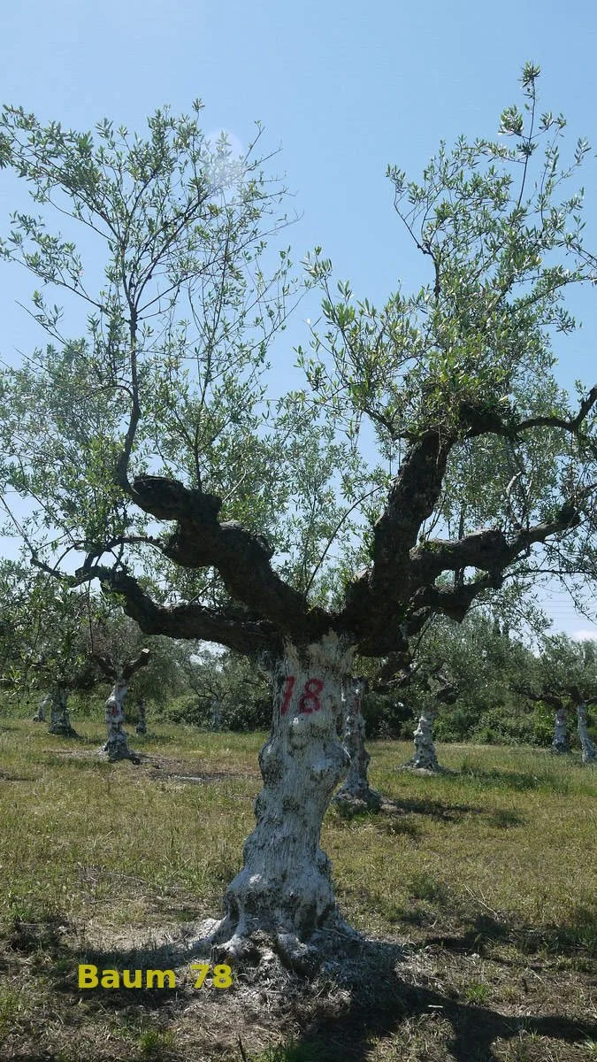 Baum Nummer 78 | Aris | Taygetos View