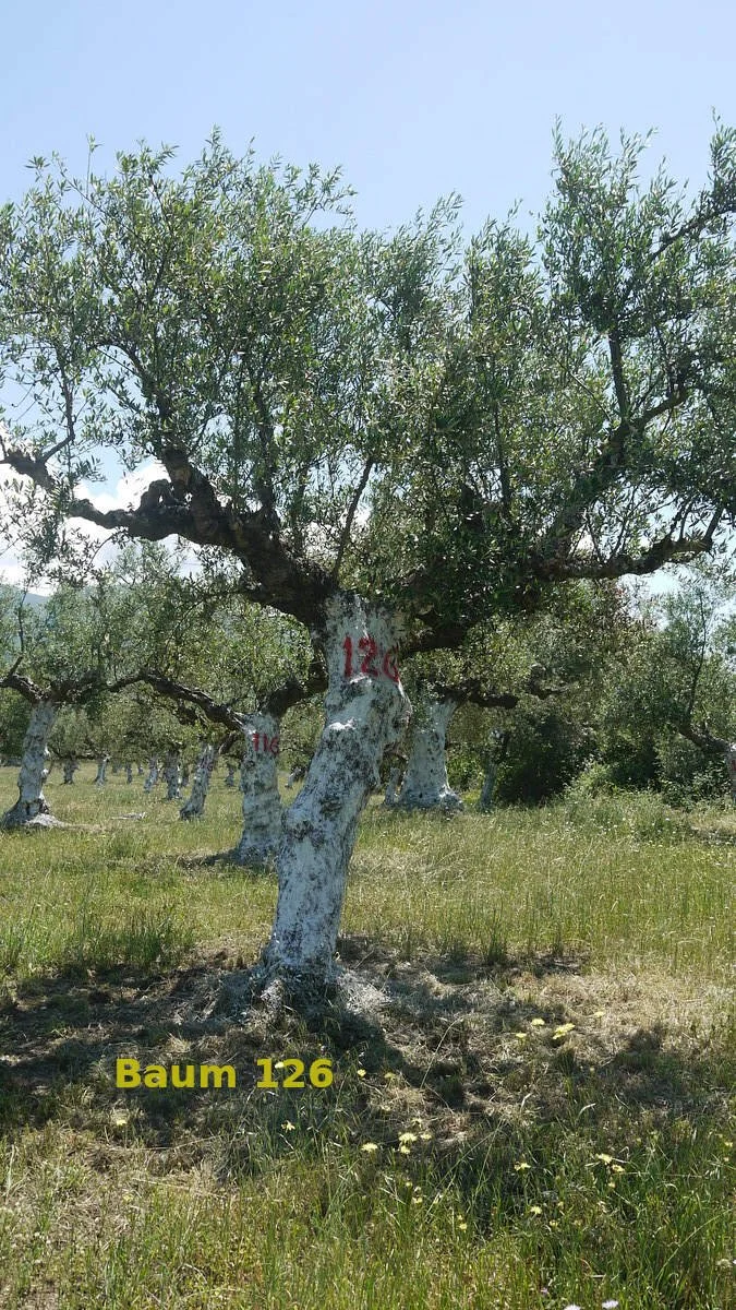 Dein Olivenbaum "No. 126" im Hain Aris/Taygetos View