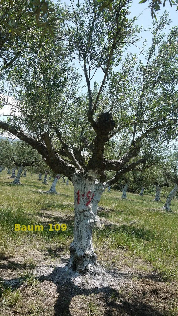 Dein Olivenbaum "No. 109" im Hain Aris/Taygetos View